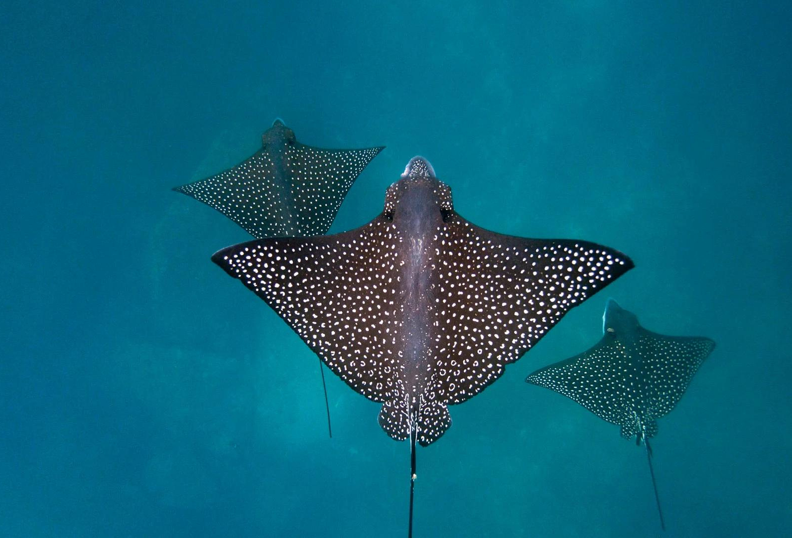 纳氏鹞鲼 Eagle ray