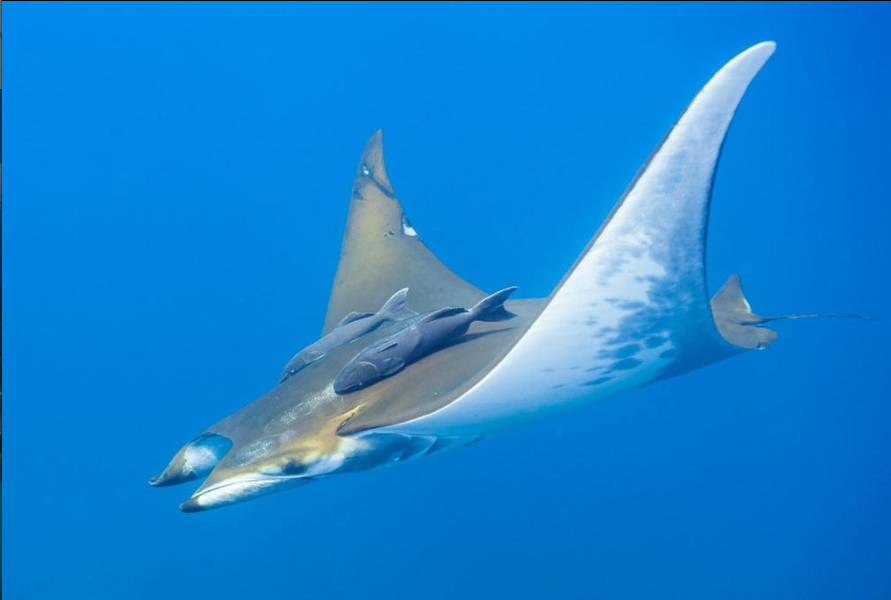 弯鳍鬼蝠 Mobula