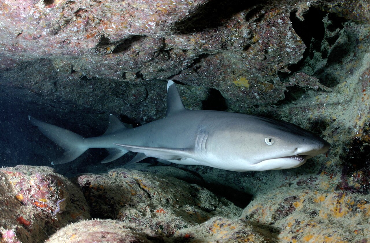 三齿鲨属 Whitetip reef shark