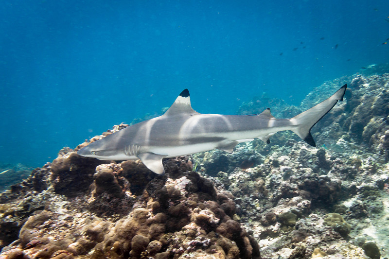 乌翅真鲨Black Fin Reef Shark