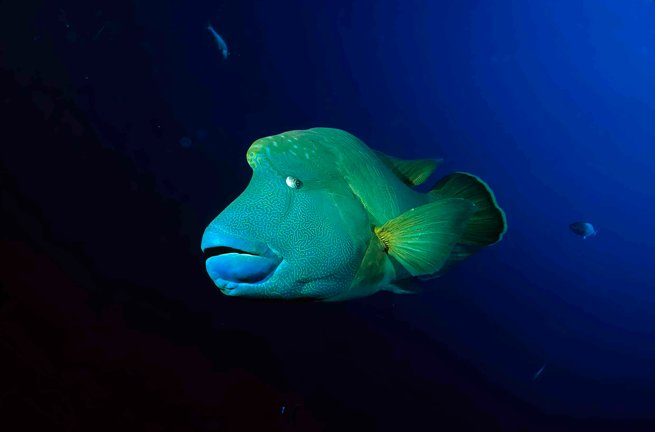 波纹唇鱼Napoleon Wrasse