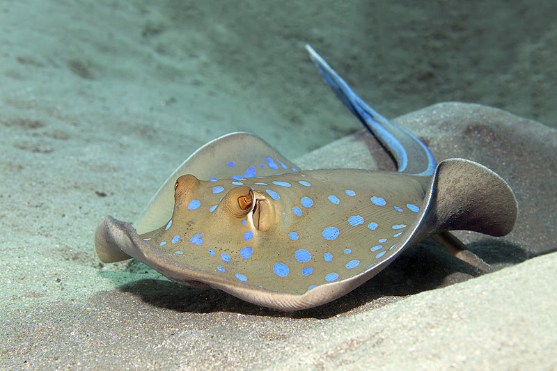 蓝斑条尾魟Bluespotted ribbontail ray