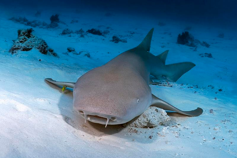 Marine Life: Meet Rasdhoo’s Reef Residents