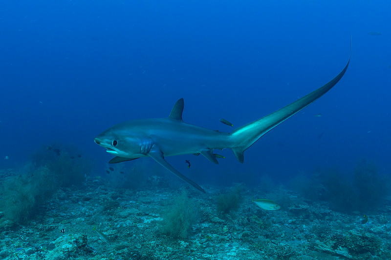 浅海长尾鲨 Pelagic Thresher