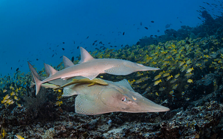 及达尖犁头鳐Giant Guitarfish