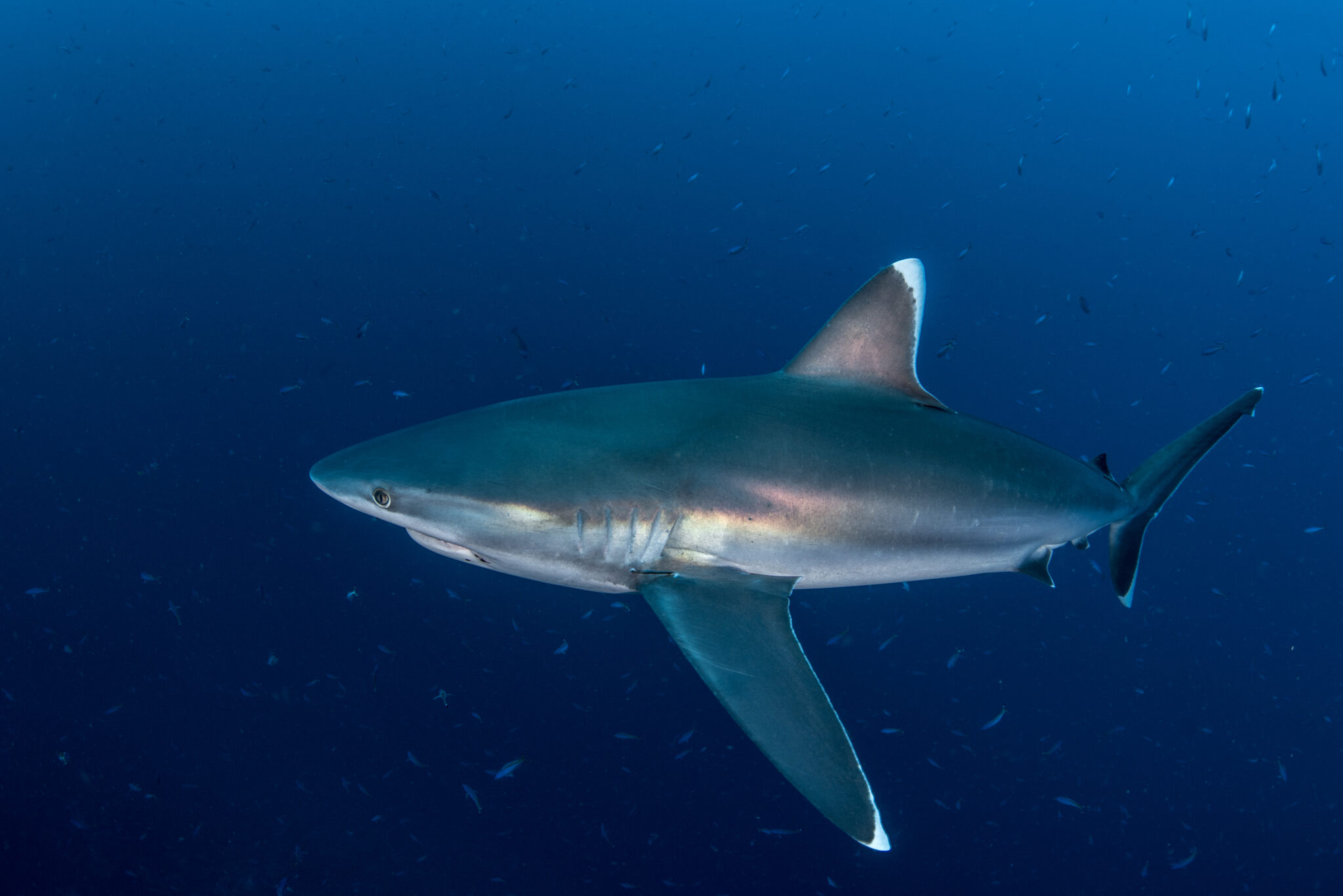 银鳍鲨 Silvertip Shark