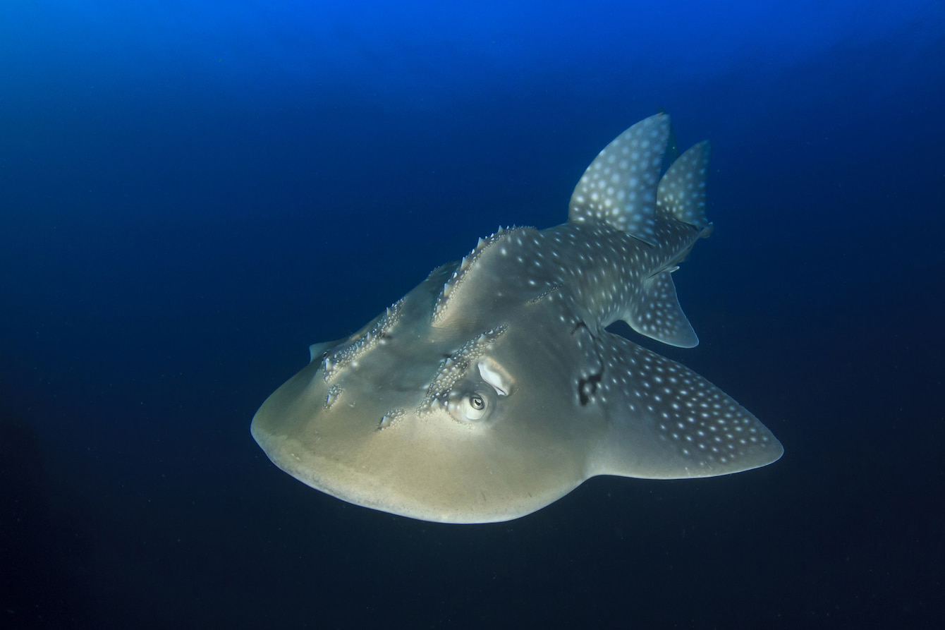 圆犁头鳐 Bow‑mouth Guitarfish