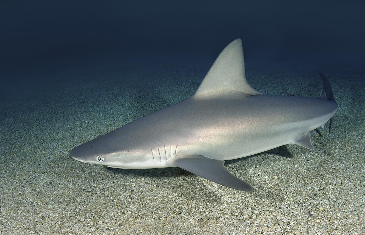 阔口真鲨Brown Shark