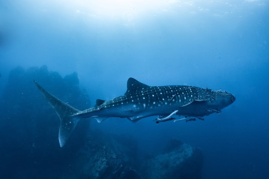 鲸鲨Whale Shark