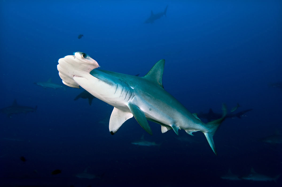 路氏双髻鲨 Hammerhead