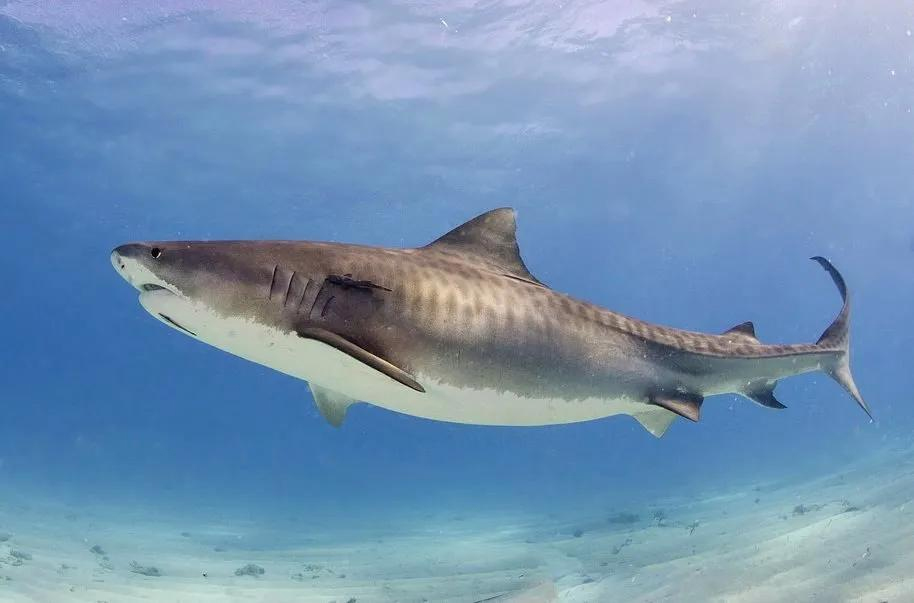 鼬鲨 Tiger shark