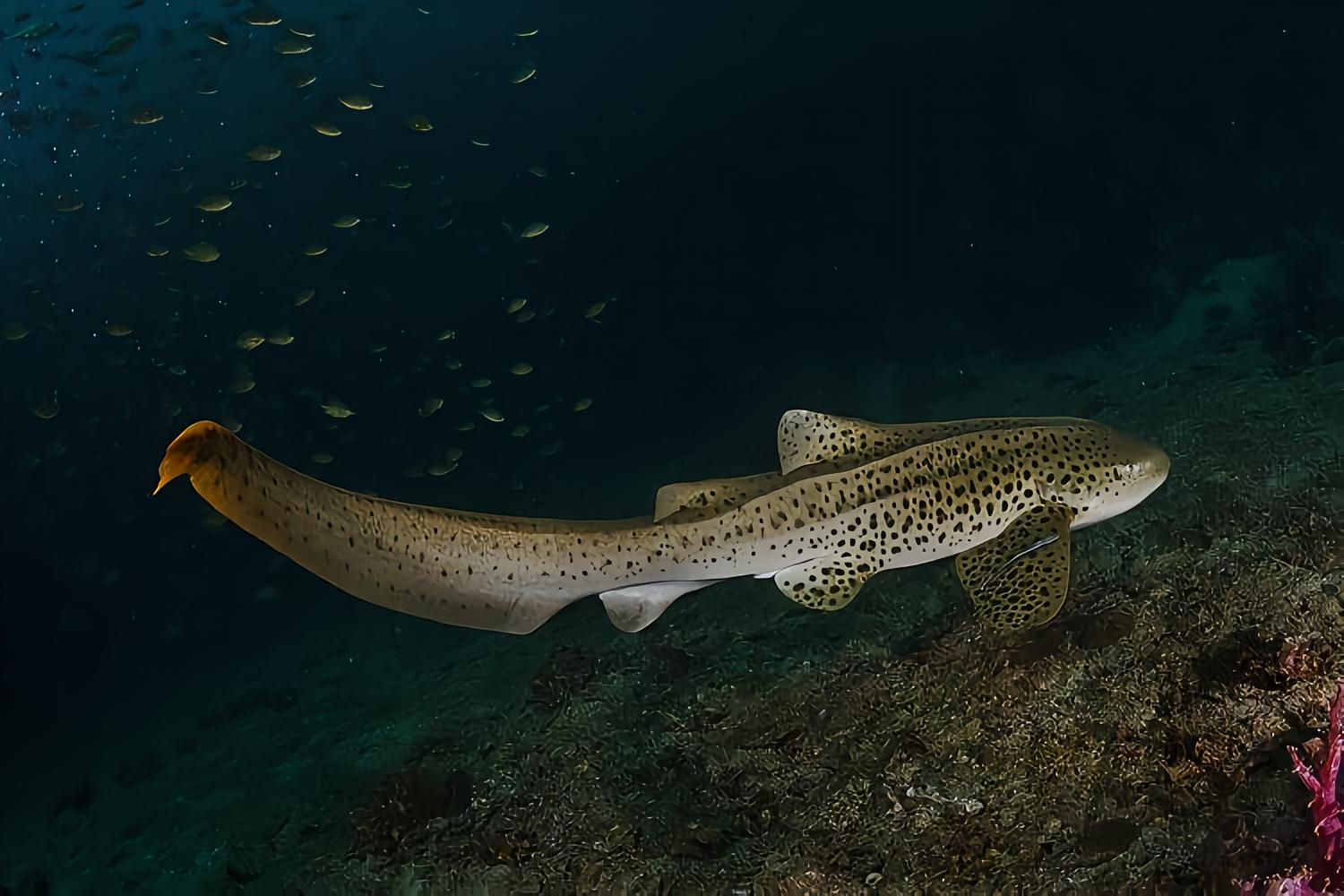 豹纹鲨 zebra shark
