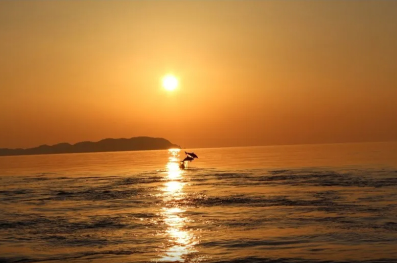 夕阳海豚