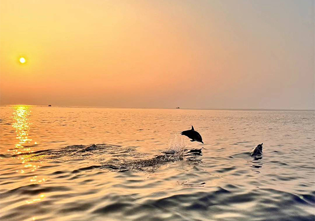 Dolphin & Sunset Cruise